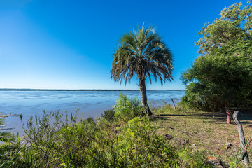 Obraz premium Palms on El Palmar National Park, Argentina