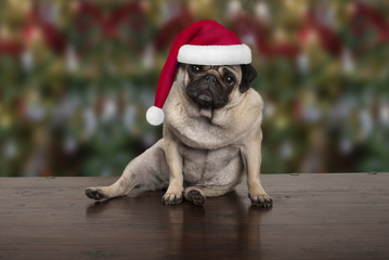 funny Christmas pug puppy dog sitting down on wooden ground, wearing santa claus hat, seasonal background