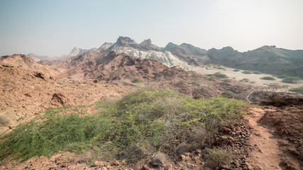 Colored desert mountains with trees on the top