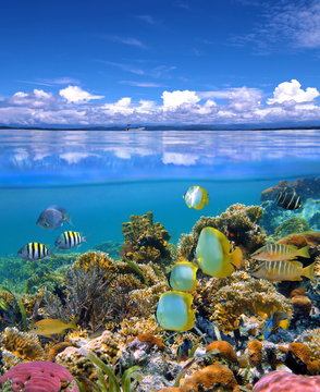 Fototapeta Over and under sea sky with colorful coral reef