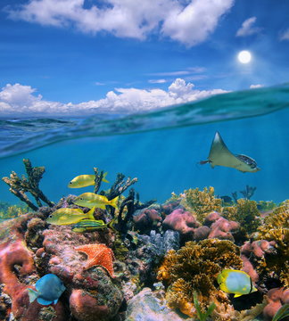 Fototapeta Seascape over and under sea colorful coral reef