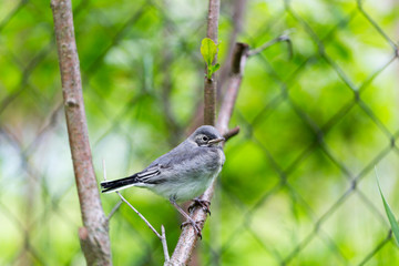 Young Wagtail (motacilla alba)