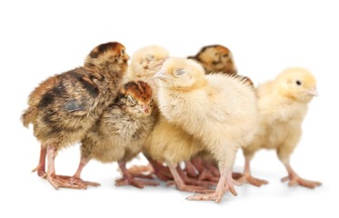 Chicks - Baby Chicken