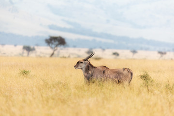 Adult kudu, being groomed by several red-beaked oxpeckers, in the red-oat grass of the Masai Mara, Kenya.