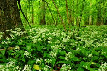 Allium ursinum