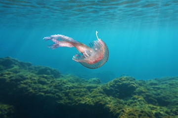 Naklejka premium Sea life underwater jellyfish mauve stinger Pelagia Noctiluca in the Mediterranean sea, Cote d'Azur, France