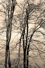 Obraz premium tree silhouettes against sunset sky in winter