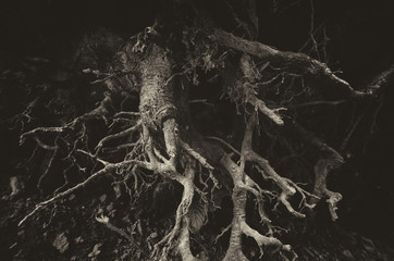 dark tree roots background