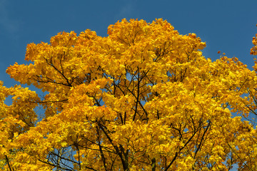 Yellow maple leaves on a tree against a blue sky. Colors of autumn