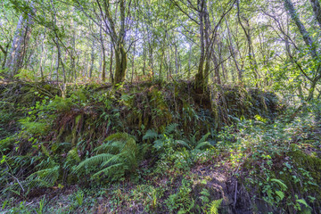 Chaotic vegetation with oaks and ferns on the hill called 