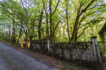 Fototapeta premium narrow rural road surrounded by a very green oak vegetation and an old stone wall