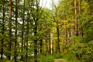 Naklejka premium Forest landscape. High pine and deciduous trees after the rain. Russia