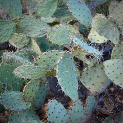Prickly Pear Cactus Detail