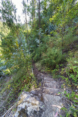 Fototapeta na wymiar Old stone stairs on a narrow path in the middle of a hillside covered with vegetation, thorns and very green trees on the river Eume