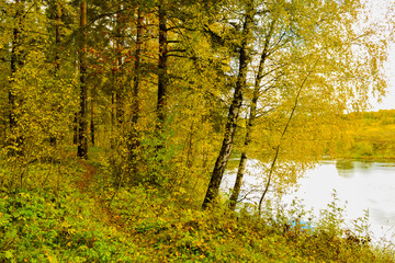 Fototapeta na wymiar Autumn forest. Yellow leaves on the trees.