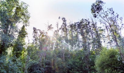 Backlit with the sun seen from the front in a eucalyptus forest