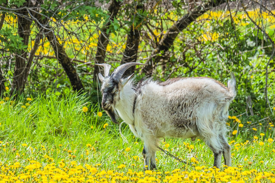 Horned goat standing on a dandelion meadow. Farm animal husbandry.