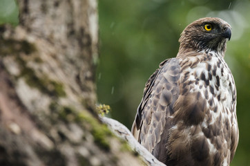 A Serpent Eagle on a Lookout