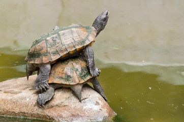 Turtle Over a Turtle