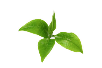 green tea leaf isolated on white background