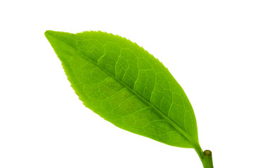green tea leaf isolated on white background