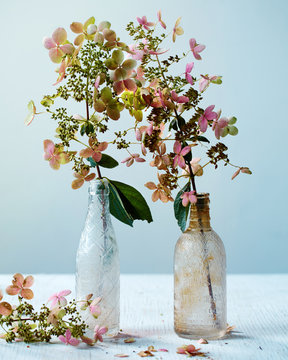 Fototapeta Dried hydrangea in a vase against blue background