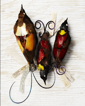 Bird study