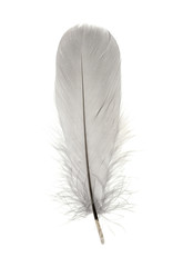 Single grey birds feather isolated on white