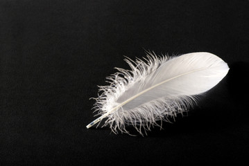 Small fluffy white single bird feather on black