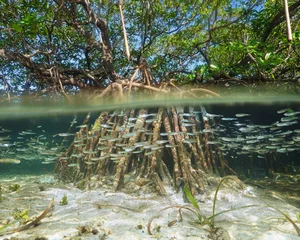 Geteilte Ansicht von Mangroven im Wasser über und unter der Meeresoberfläche mit Wurzeln und Fischschwarm unter Wasser, Karibik © damedias