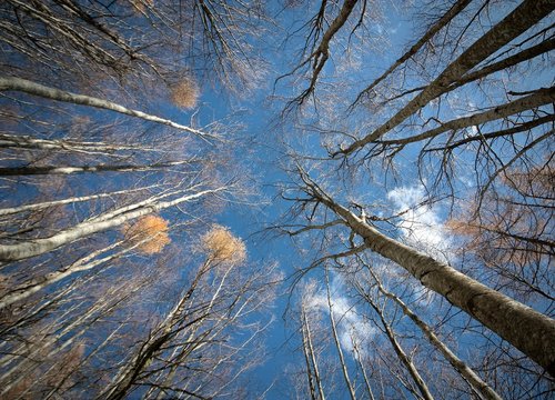 Fototapeta 'a spasso nel bosco'