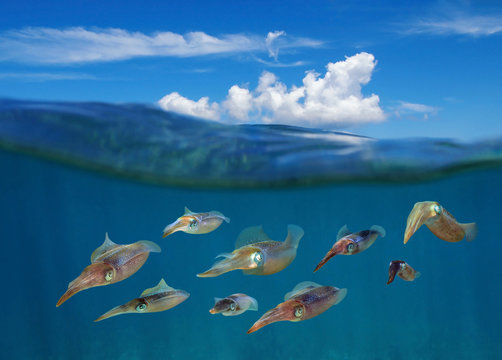 Split image with squids underwater and blue sky with cloud above water surface, Caribbean sea