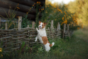 Naklejka na ściany i meble Dog Jack Russell Terrier at the wooden fence in the garden