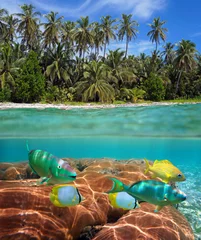 Above and below sea surface at the edge of a tropical beach with coconut palm trees and colorful fish with coral underwater © dam
