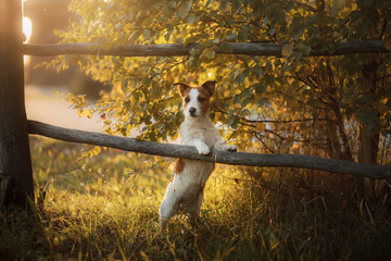 Dog Jack Russell Terrier in the village