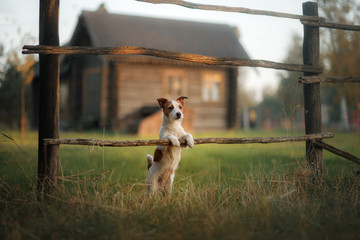Dog Jack Russell Terrier in the village - obrazy, fototapety, plakaty