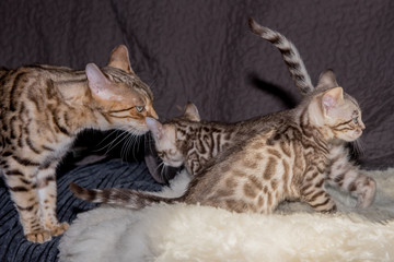 bengalkitten beim spielen