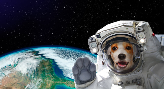Portrait of a pretty dog astronaut in space on background of the globe.  Elements of this image furnished by NASA. Stock Photo | Adobe Stock