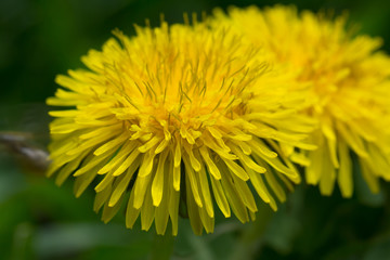yellow dandelion flower in green grass