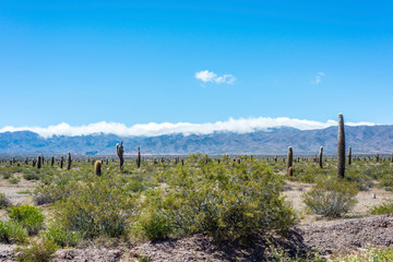 Los Cardones National Park in Salta, Argentina.