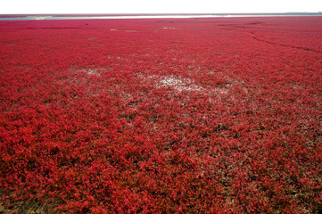 The Red beach is located in Panjin city, Liaoning, China.  This is the biggest wetland featuring...
