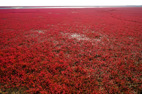 The Red beach is located in Panjin city, Liaoning, China.  This is the biggest wetland featuring the red plant of Suaeda salsa in the world.