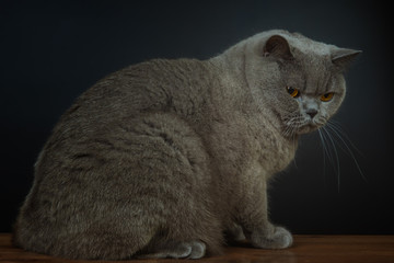 Young British Shorthair cat