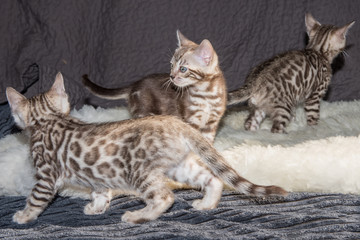bengalkitten beim spielen