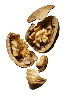 Broken Walnut in Shell