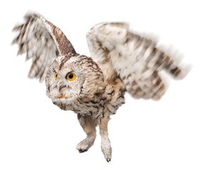 Eagle Owl Flying