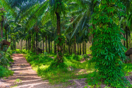 thickets of coconut trees on a farm in Thailand © kosmos111