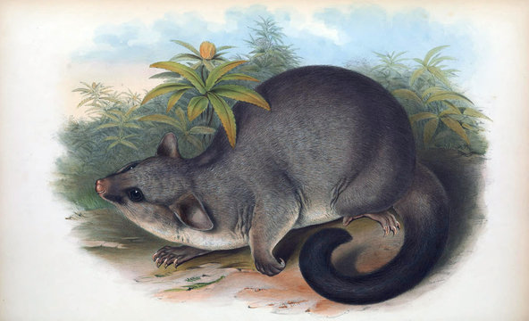 The Mammals Of Australia. Cuscus