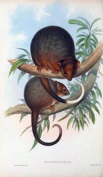 The Mammals Of Australia. Cuscus