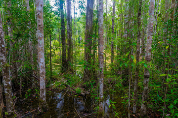 Fototapeta premium swamp in the impenetrable tropical jungle of Krabi, Thailand